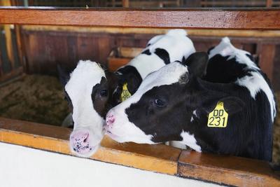 養殖業農場、圈舍如何保證生物安全性
