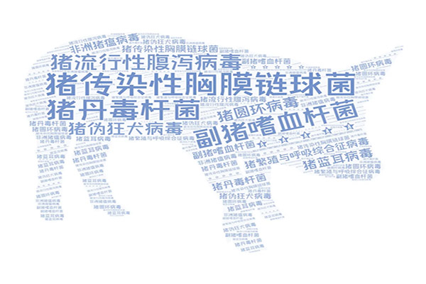 豬.jpg